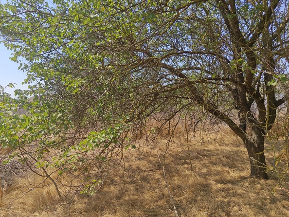 
  Продается земельный участок, 14 соток, село Синявское
. Фото 27.